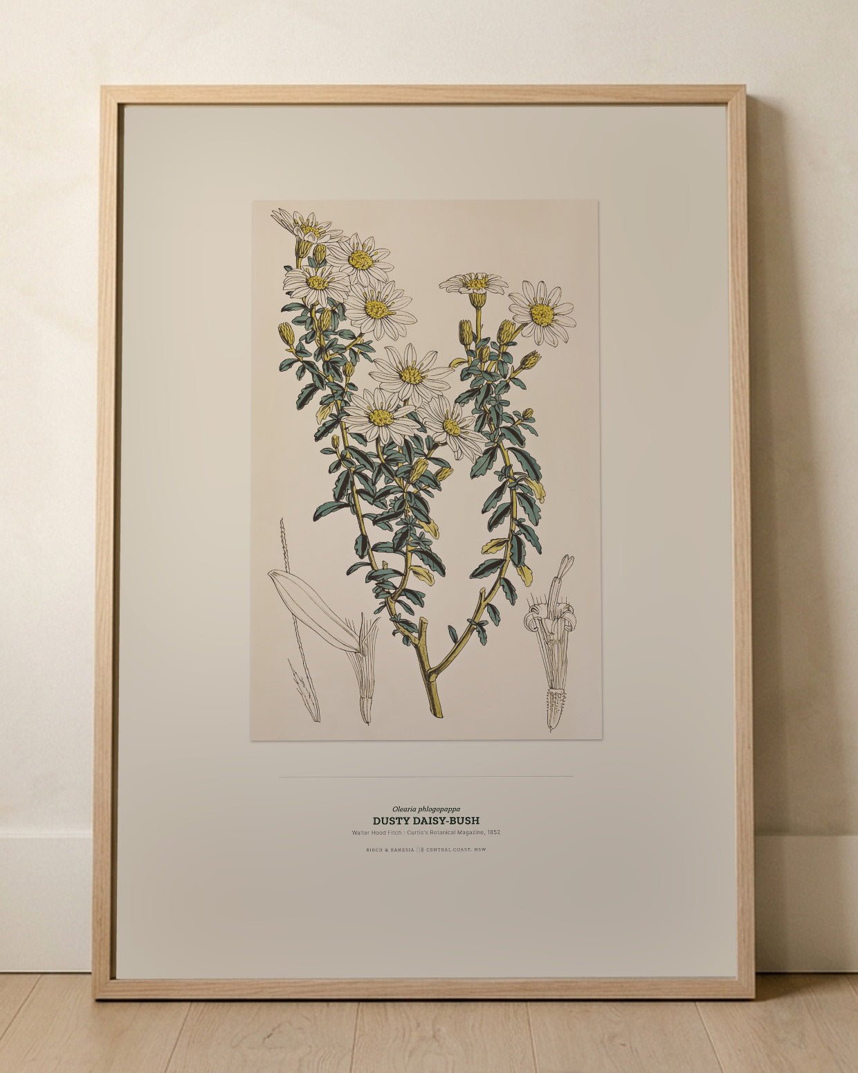 Dusty Daisy-Bush Botanical Art Print - Birch & Banksia