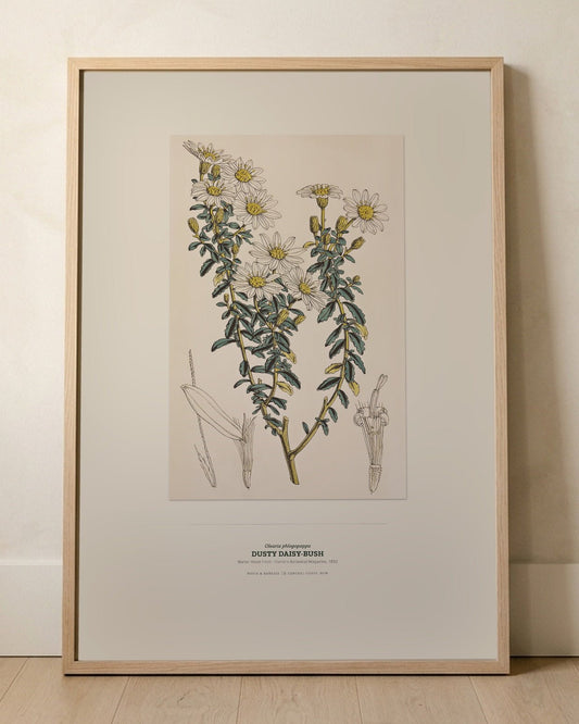 Dusty Daisy-Bush Botanical Art Print - Birch & Banksia