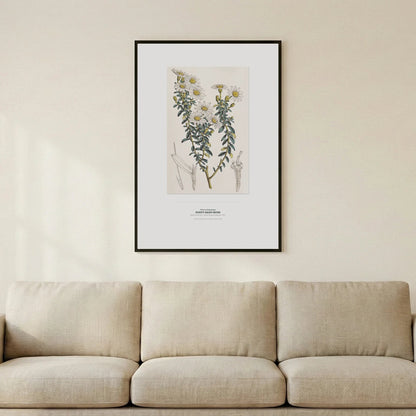 Dusty Daisy - Bush Botanical Art Print - Birch & Banksia