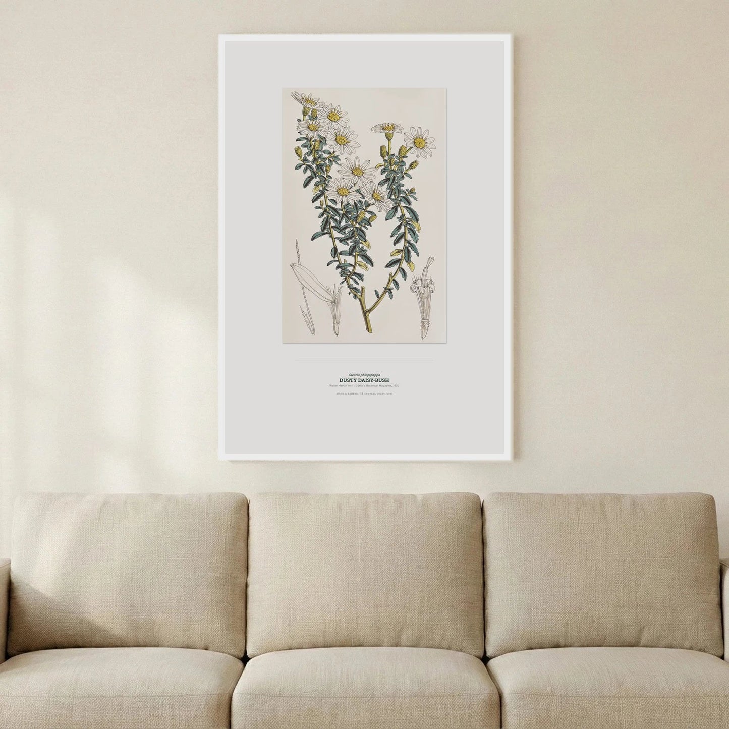 Dusty Daisy - Bush Botanical Art Print - Birch & Banksia