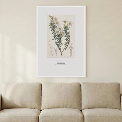 Dusty Daisy - Bush Botanical Art Print - Birch & Banksia