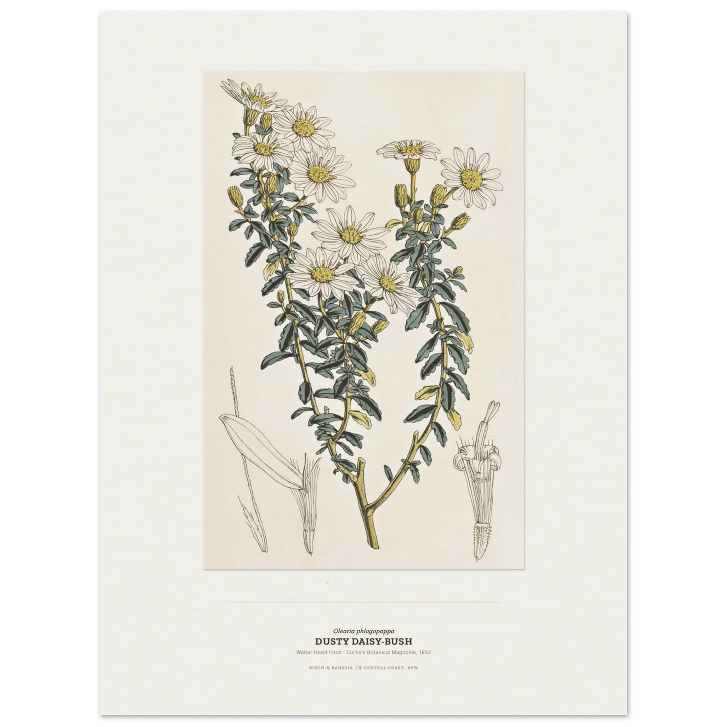 Dusty Daisy-Bush Botanical Art Print - Birch & Banksia