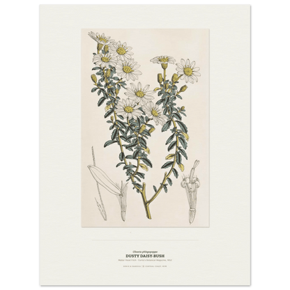 Dusty Daisy-Bush Botanical Art Print - Birch & Banksia