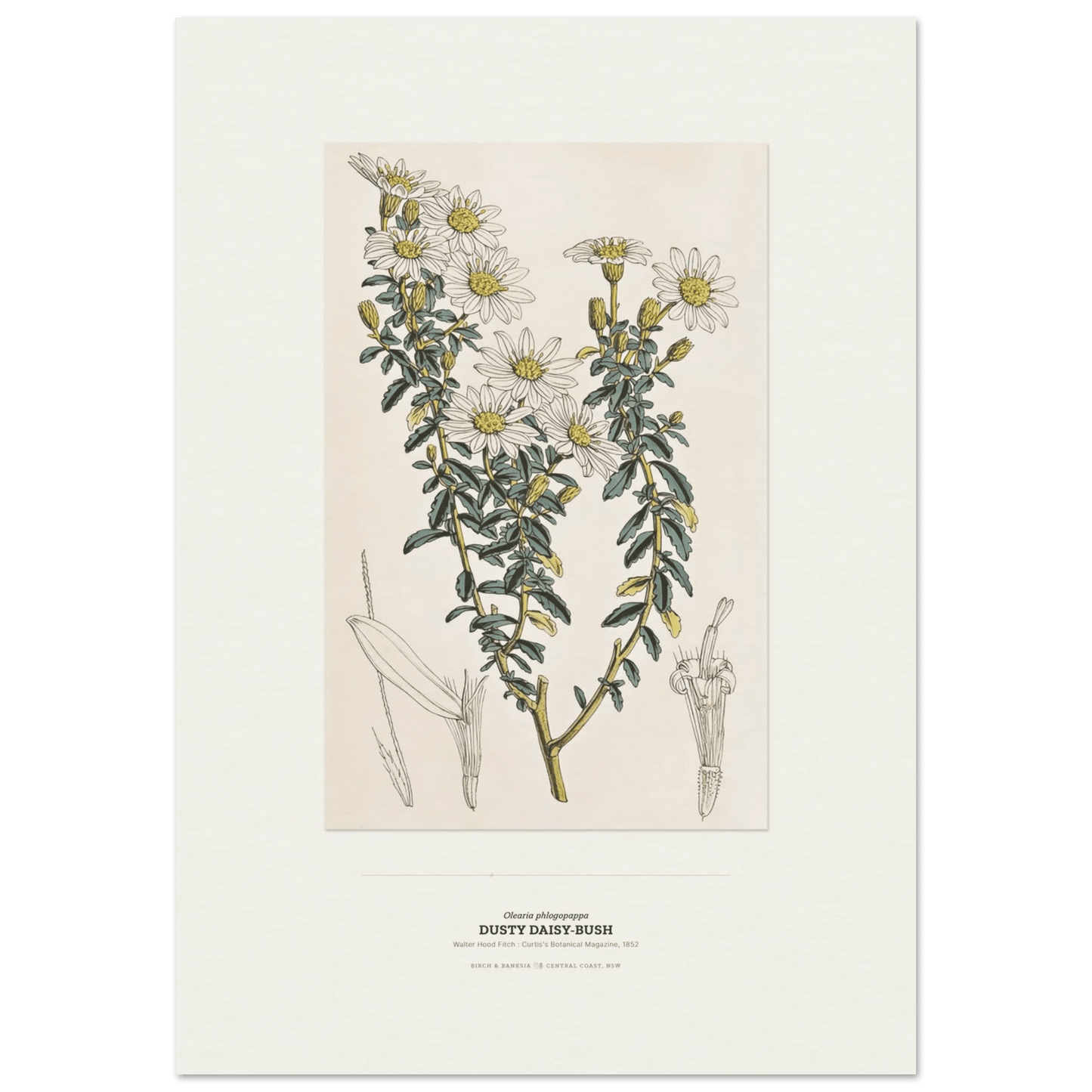 Dusty Daisy-Bush Botanical Art Print - Birch & Banksia