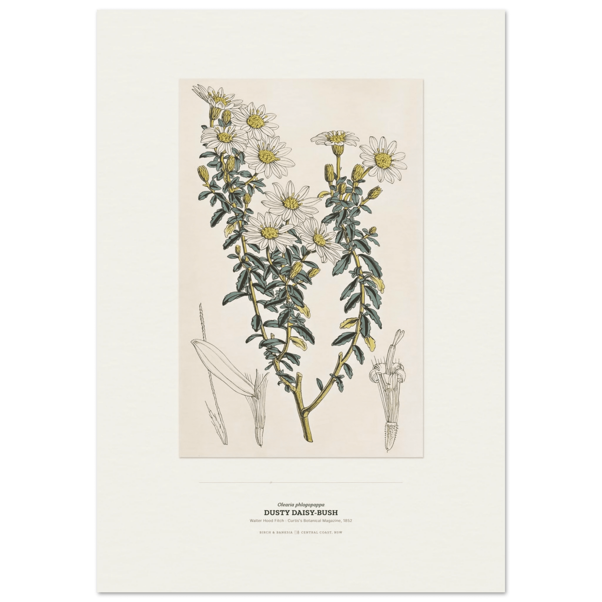 Dusty Daisy-Bush Botanical Art Print - Birch & Banksia