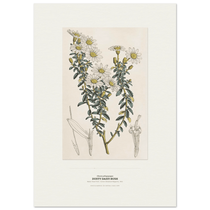 Dusty Daisy-Bush Botanical Art Print - Birch & Banksia