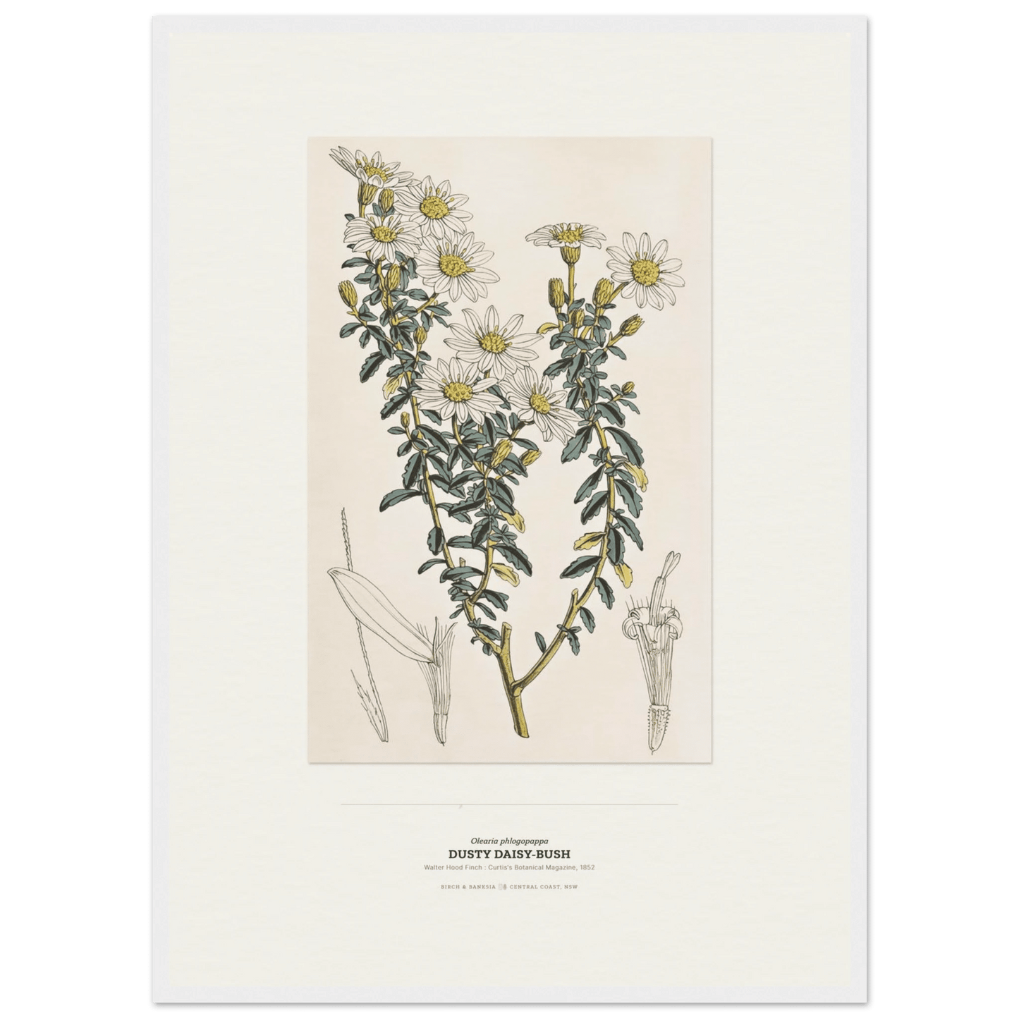 Dusty Daisy-Bush Botanical Art Print - Birch & Banksia