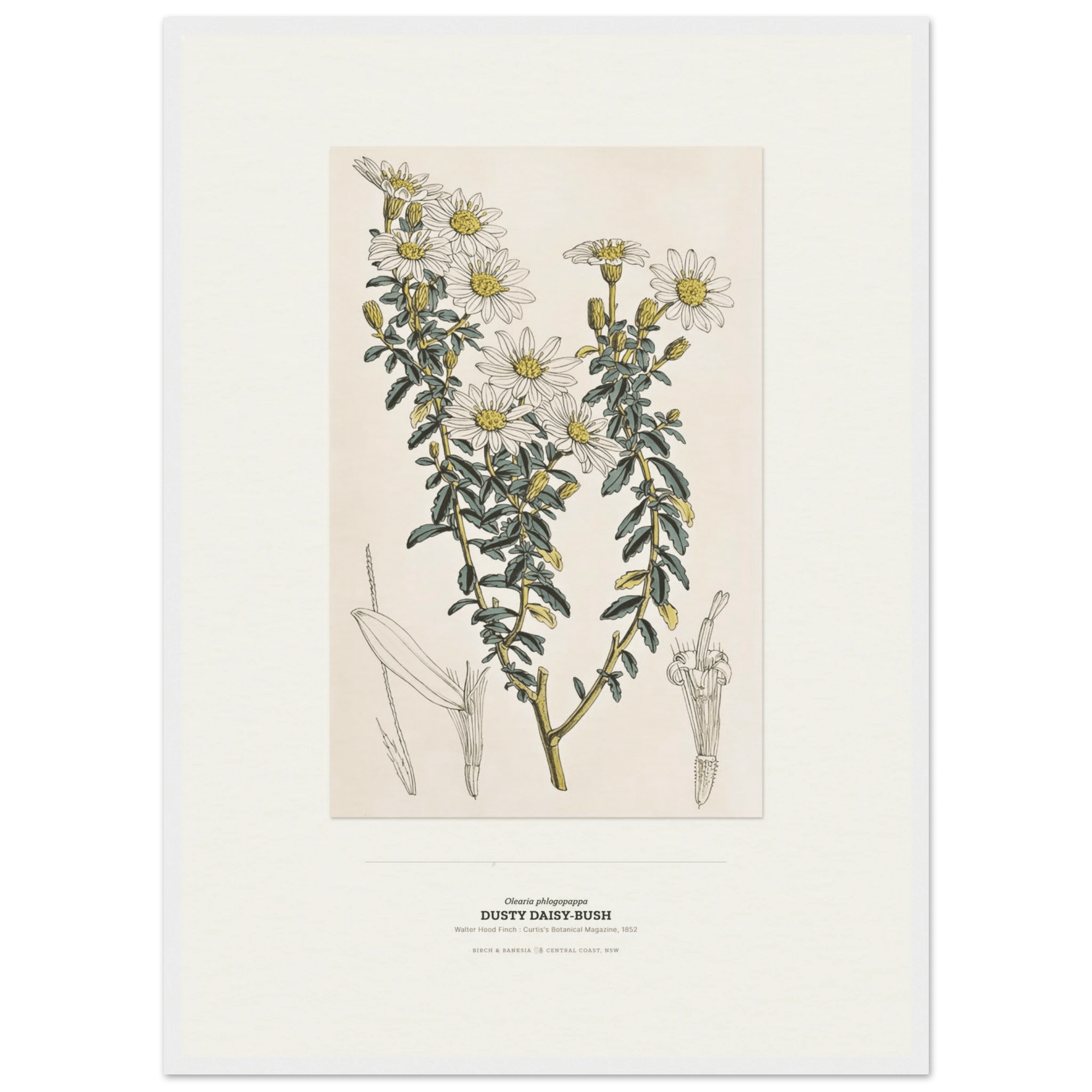 Dusty Daisy-Bush Botanical Art Print - Birch & Banksia