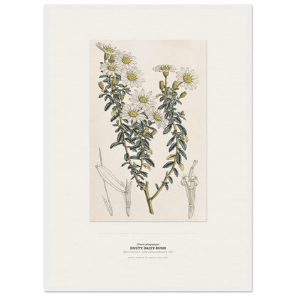 Dusty Daisy-Bush Botanical Art Print - Birch & Banksia