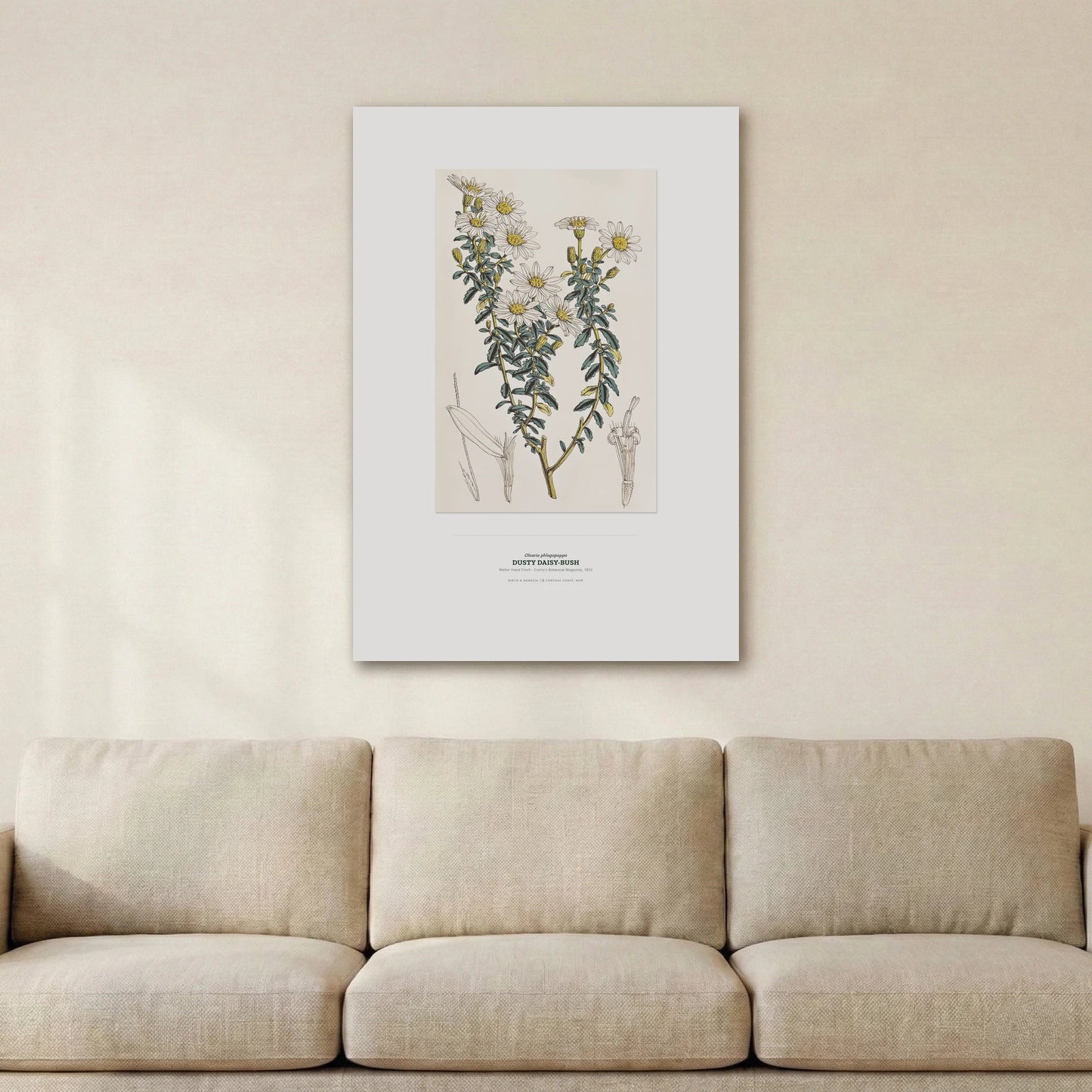 Dusty Daisy - Bush Botanical Art Print - Birch & Banksia