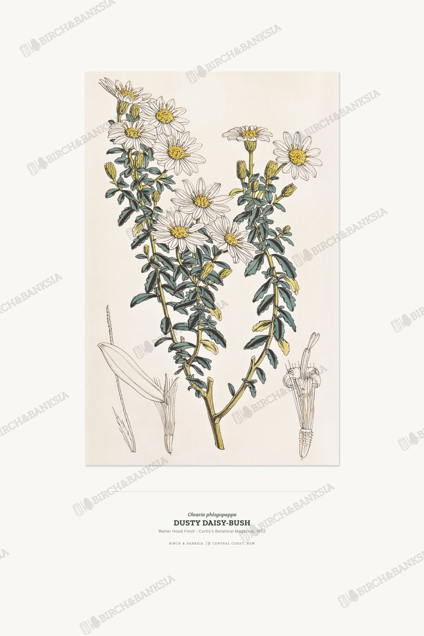 Dusty Daisy - Bush Botanical Art Print - Birch & Banksia