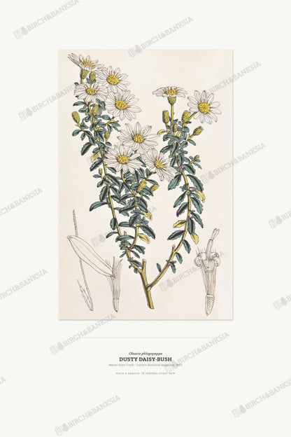 Dusty Daisy - Bush Botanical Art Print - Birch & Banksia