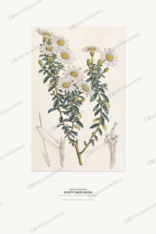 Dusty Daisy - Bush Botanical Art Print - Birch & Banksia