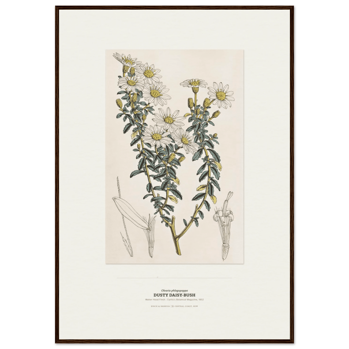 Dusty Daisy-Bush Botanical Art Print - Birch & Banksia