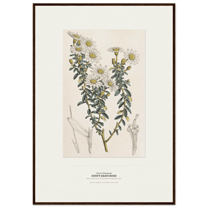 Dusty Daisy-Bush Botanical Art Print - Birch & Banksia