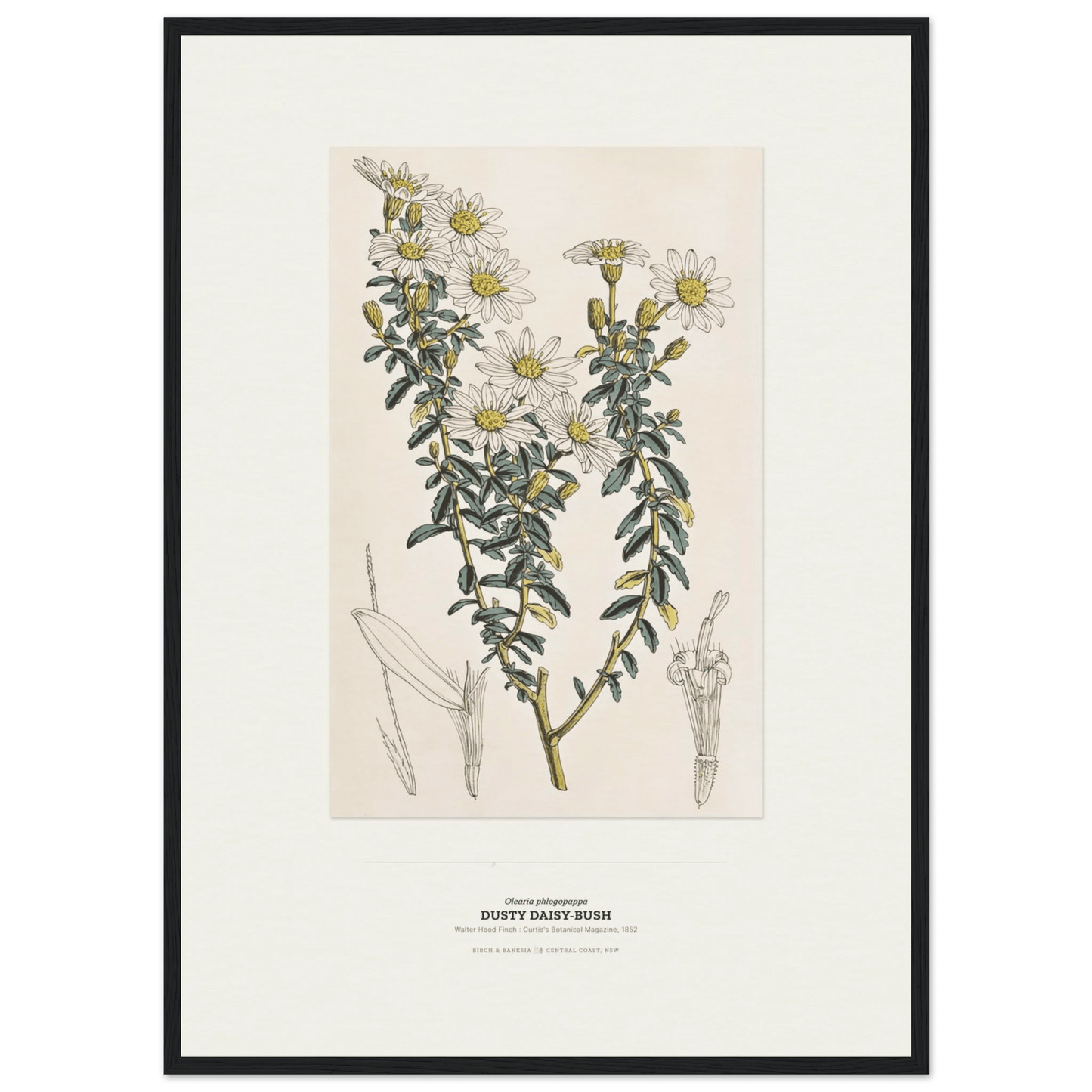 Dusty Daisy-Bush Botanical Art Print - Birch & Banksia