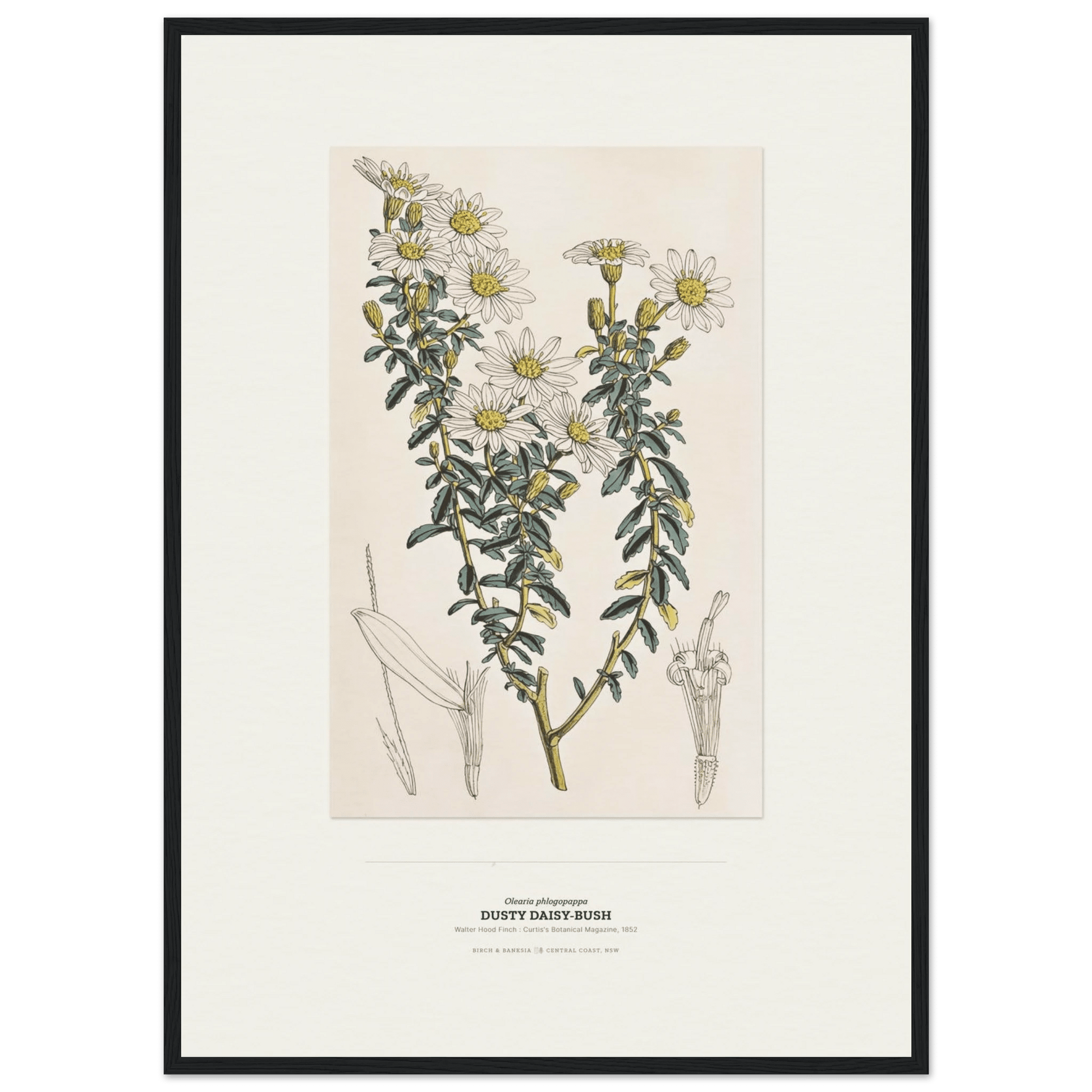 Dusty Daisy-Bush Botanical Art Print - Birch & Banksia
