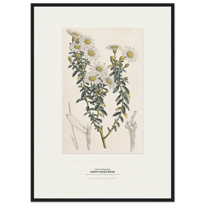 Dusty Daisy-Bush Botanical Art Print - Birch & Banksia
