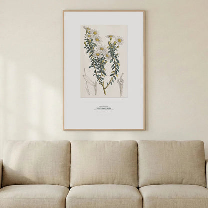 Dusty Daisy - Bush Botanical Art Print - Birch & Banksia