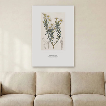 Dusty Daisy - Bush Botanical Art Print - Birch & Banksia