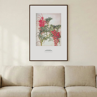 Fuchsia Grevillea Botanical Art Print - Birch & Banksia