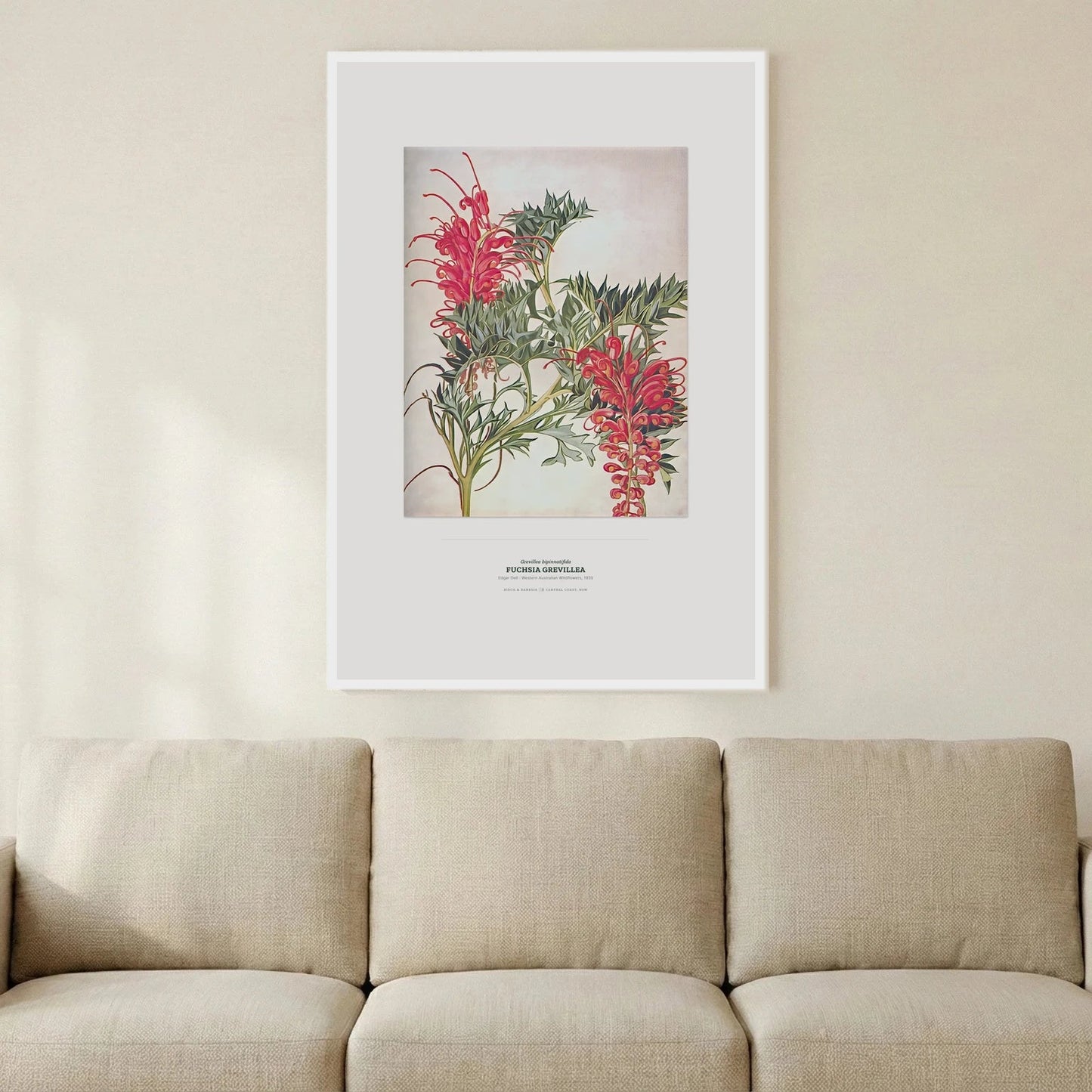 Fuchsia Grevillea Botanical Art Print - Birch & Banksia