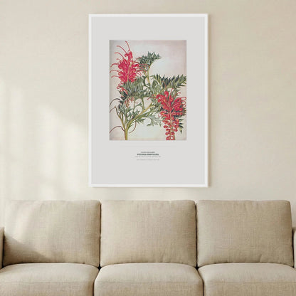 Fuchsia Grevillea Botanical Art Print - Birch & Banksia