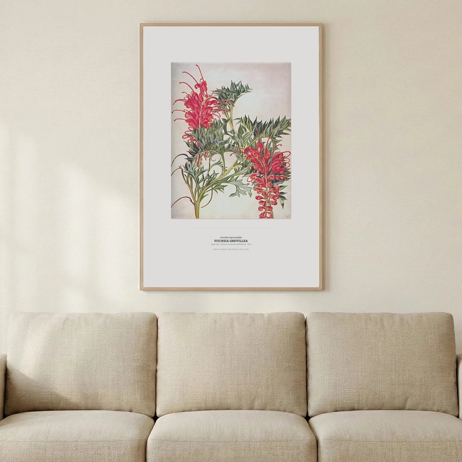 Fuchsia Grevillea Botanical Art Print - Birch & Banksia