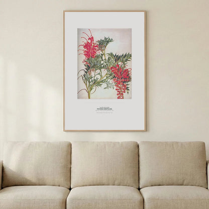 Fuchsia Grevillea Botanical Art Print - Birch & Banksia