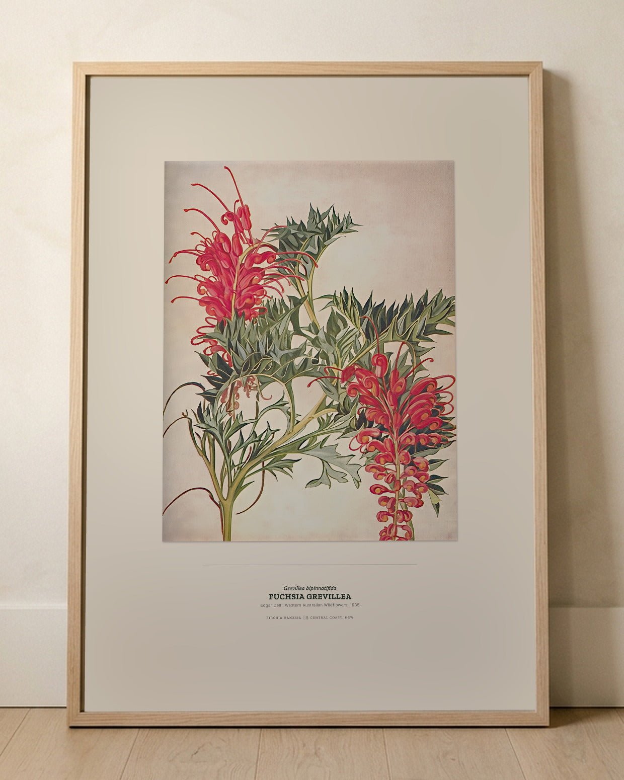 Fuchsia Grevillea Botanical Art Print - Birch & Banksia
