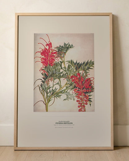 Fuchsia Grevillea Botanical Art Print - Birch & Banksia