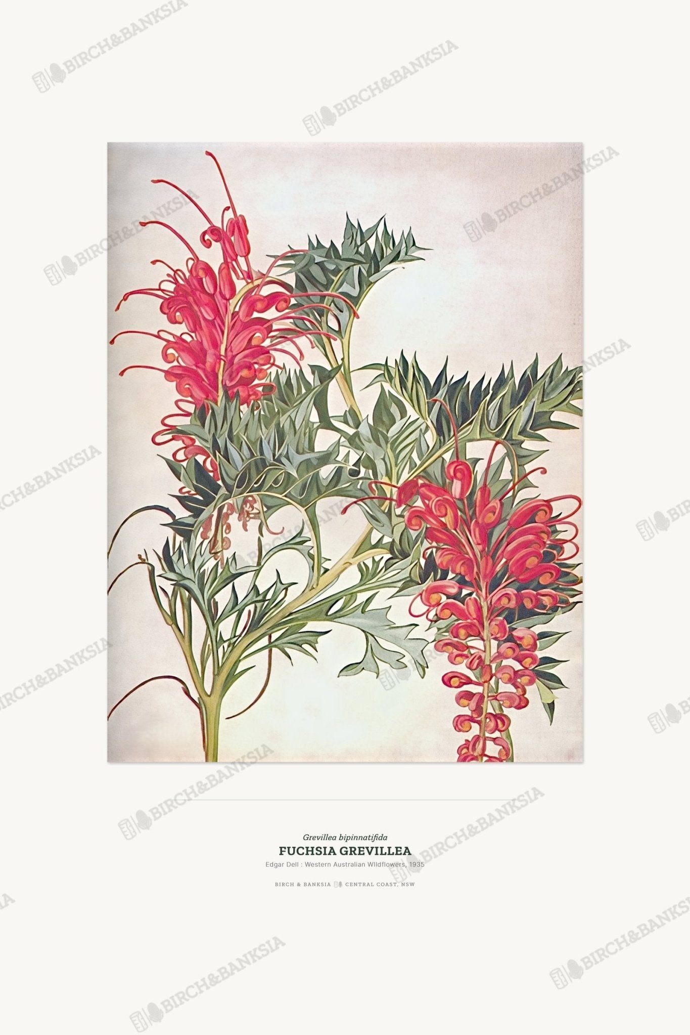 Fuchsia Grevillea Botanical Art Print - Birch & Banksia