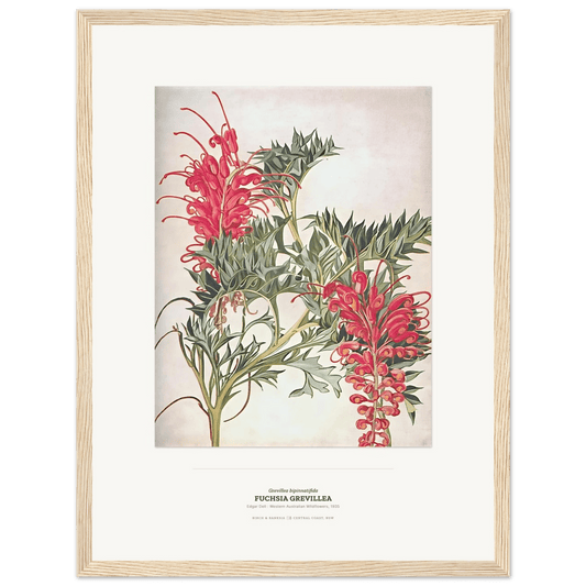 Fuchsia Grevillea Botanical Art Print - Birch & Banksia