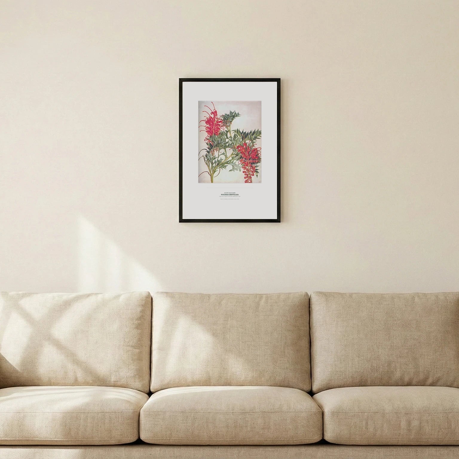 Fuchsia Grevillea Botanical Art Print - Birch & Banksia