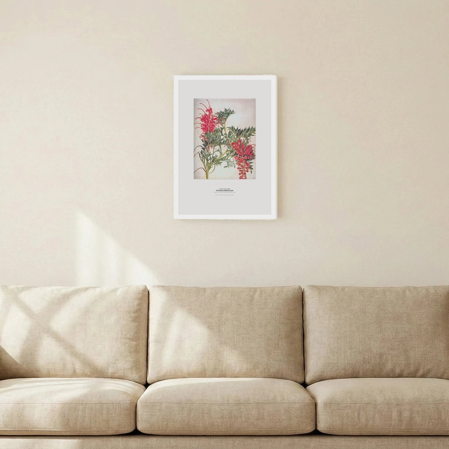 Fuchsia Grevillea Botanical Art Print - Birch & Banksia