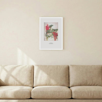 Fuchsia Grevillea Botanical Art Print - Birch & Banksia