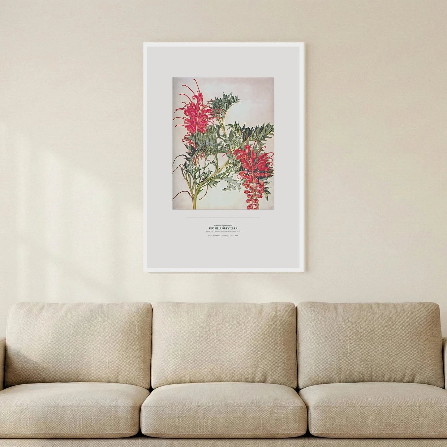 Fuchsia Grevillea Botanical Art Print - Birch & Banksia