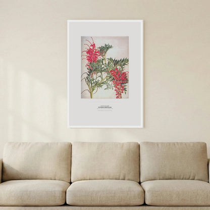 Fuchsia Grevillea Botanical Art Print - Birch & Banksia