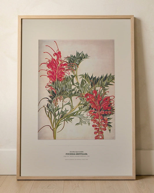 Fuchsia Grevillea Botanical Art Print - Birch & Banksia