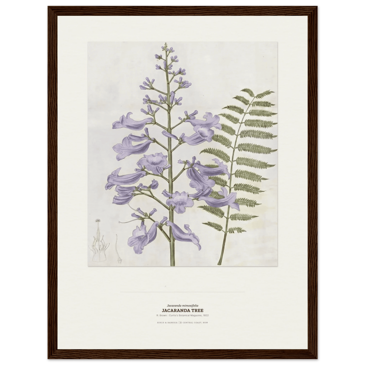 Jacaranda Tree Botanical Art Print - Birch & Banksia