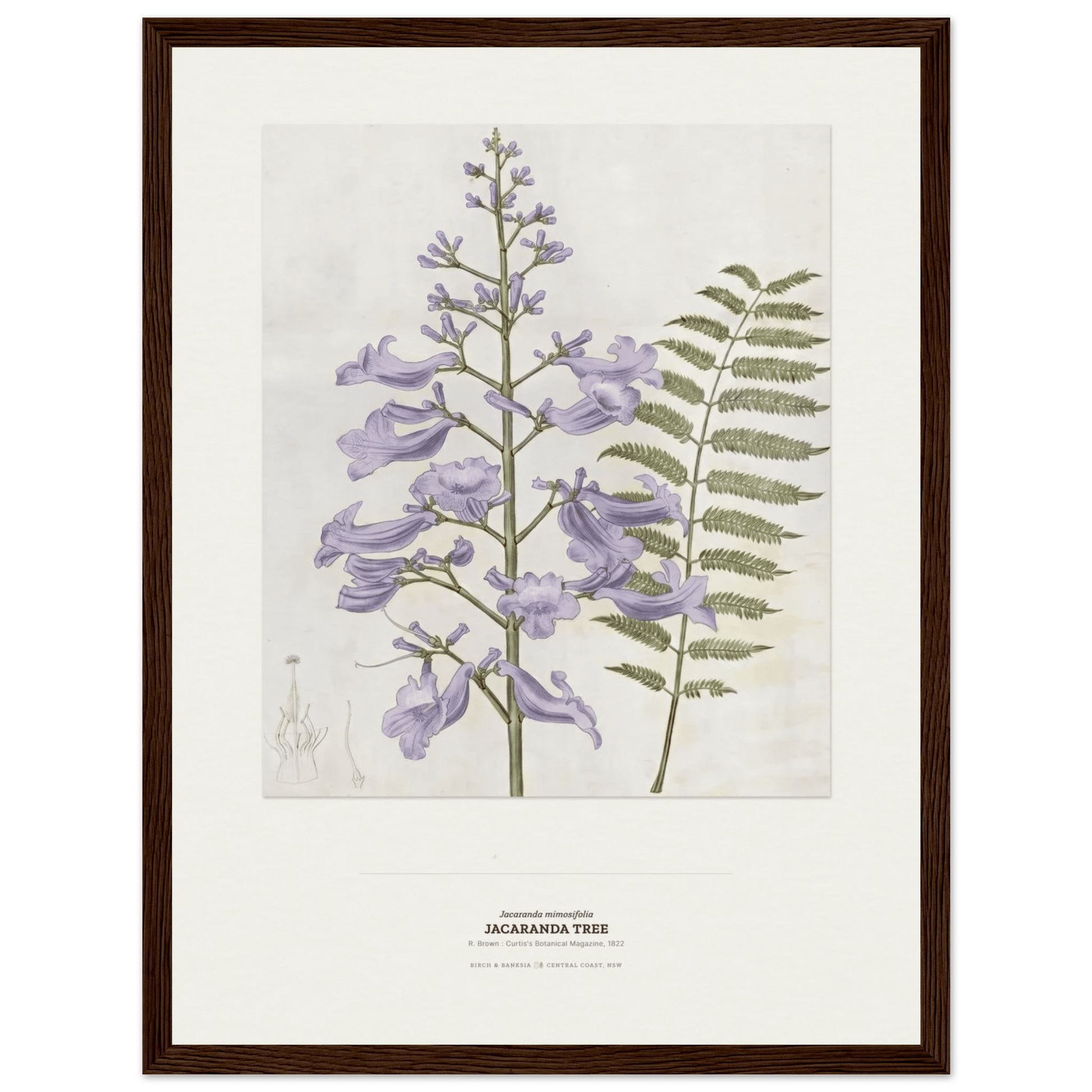 Jacaranda Tree Botanical Art Print - Birch & Banksia