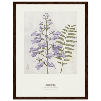 Jacaranda Tree Botanical Art Print - Birch & Banksia