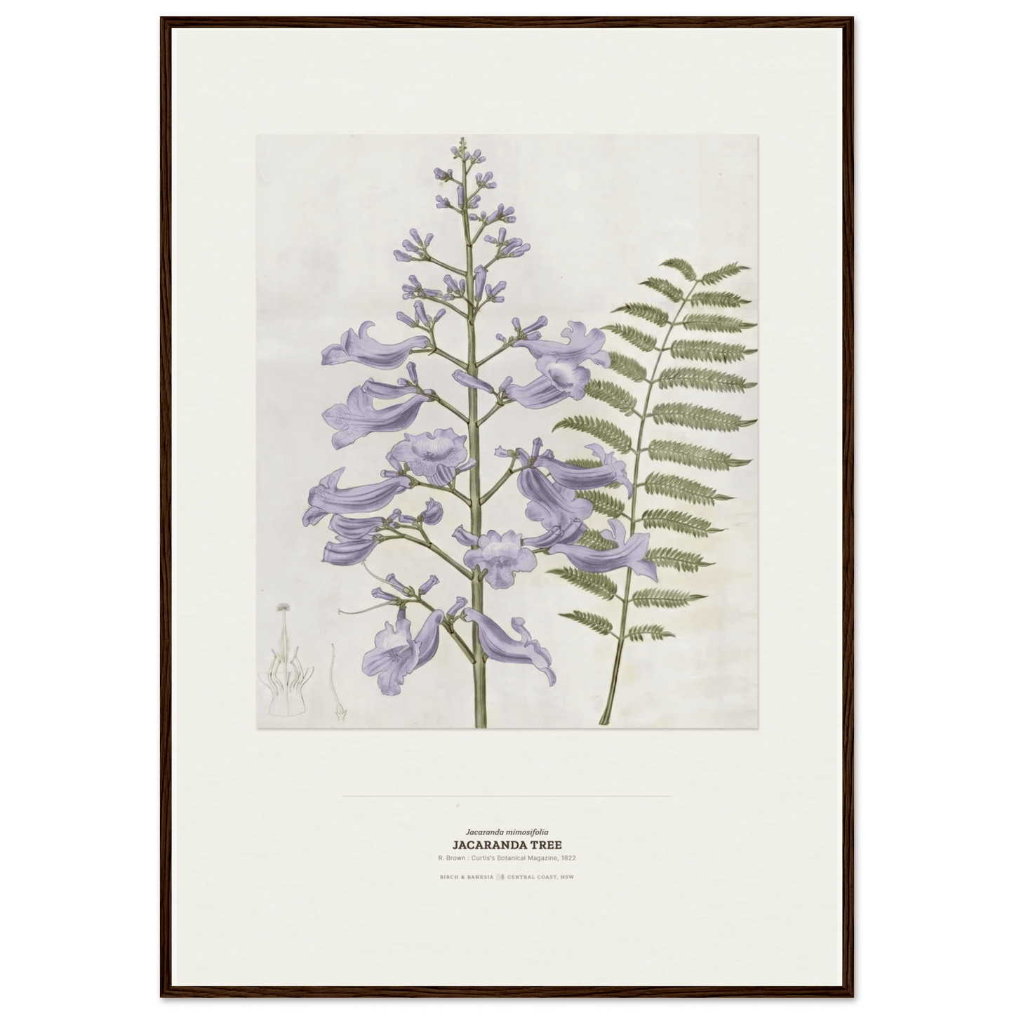 Jacaranda Tree Botanical Art Print - Birch & Banksia