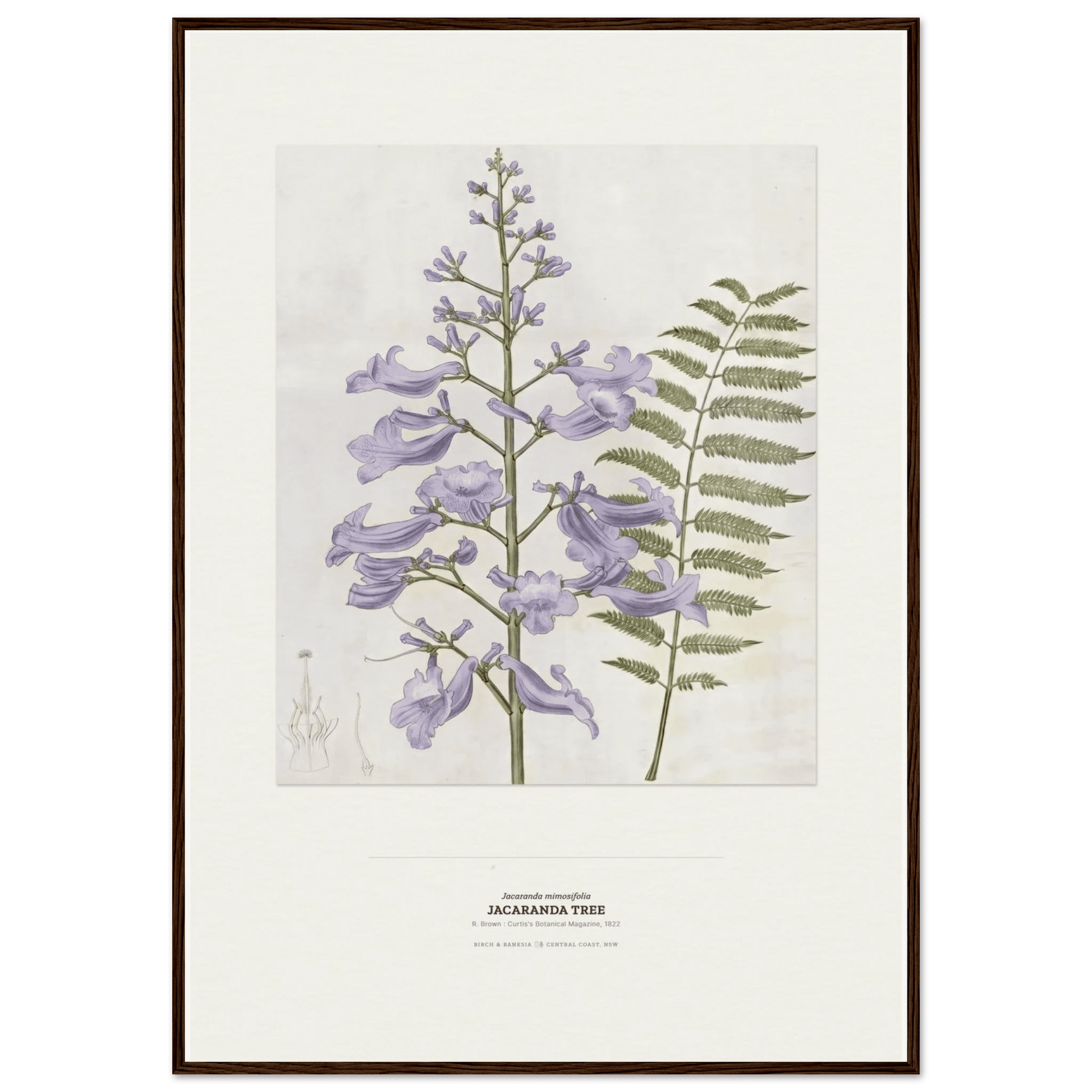 Jacaranda Tree Botanical Art Print - Birch & Banksia
