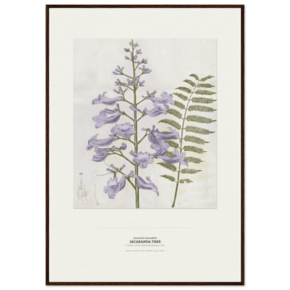 Jacaranda Tree Botanical Art Print - Birch & Banksia