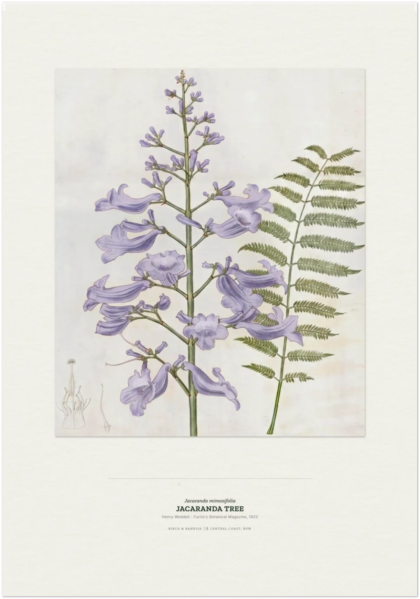 Jacaranda Tree Botanical Art Print - Birch & Banksia