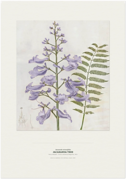 Jacaranda Tree Botanical Art Print - Birch & Banksia