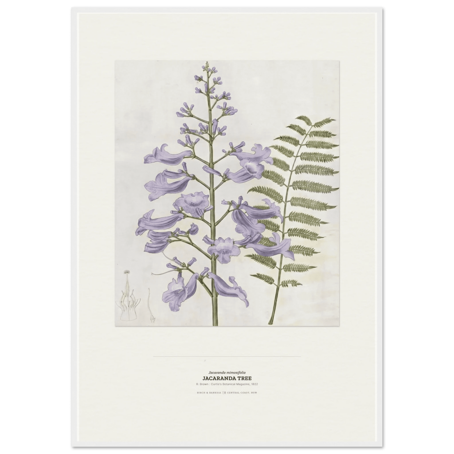 Jacaranda Tree Botanical Art Print - Birch & Banksia