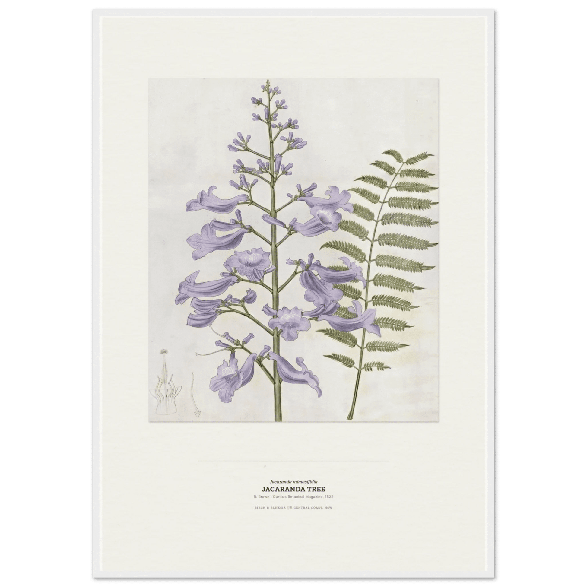Jacaranda Tree Botanical Art Print - Birch & Banksia