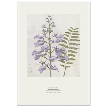 Jacaranda Tree Botanical Art Print - Birch & Banksia